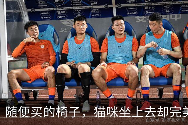 随便买的椅子，猫咪坐上去却完美契合，还以为是量身定做的！